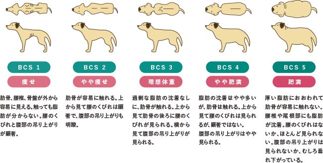 犬のボディコンディショニングスコア（BCS）と体型