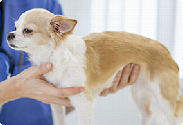 ワクチン、予防、相談… 子犬にかかりつけの動物病院を持とう